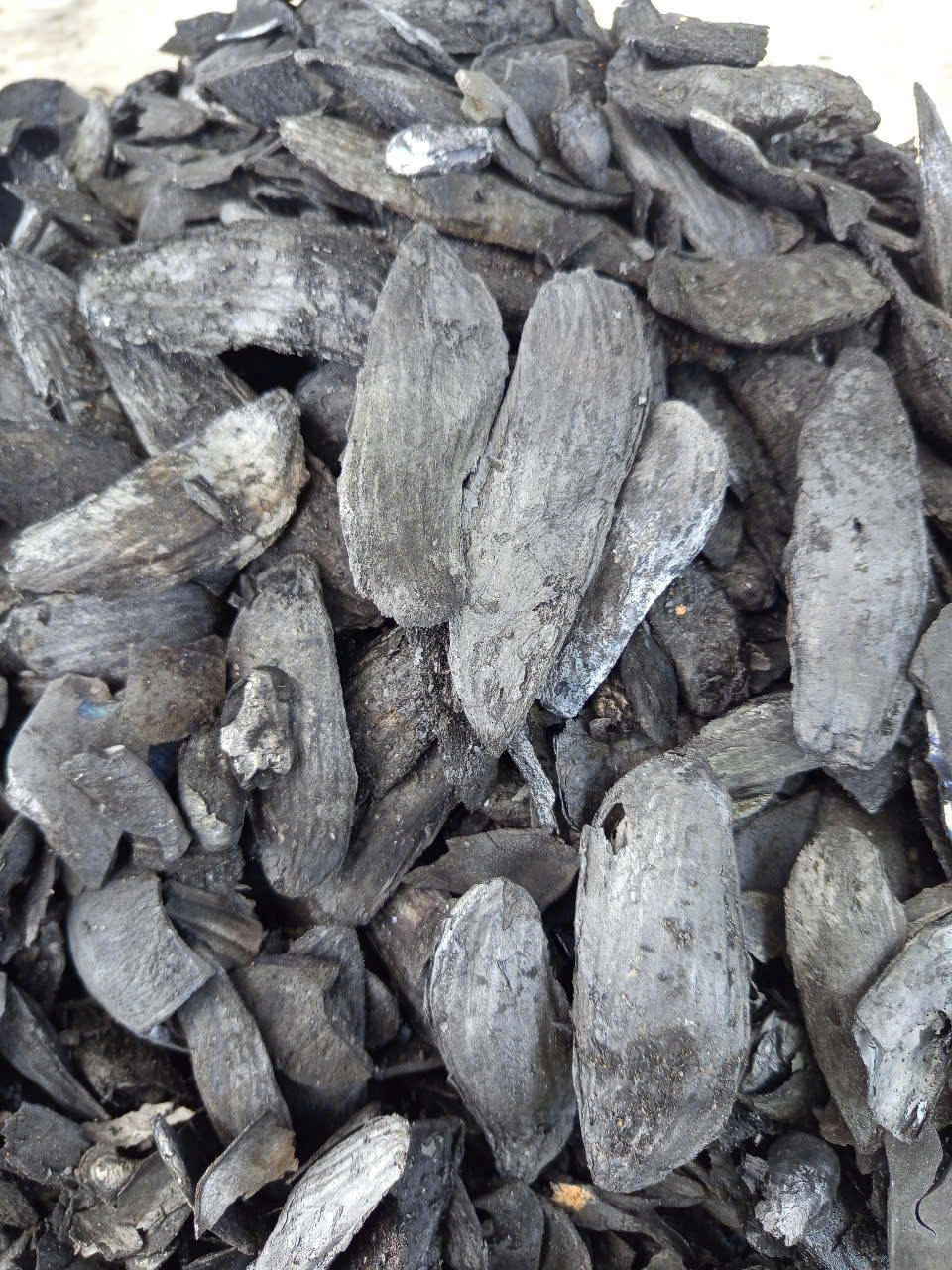 Than sinh học hột xoài / GreenChar Mango Biochar